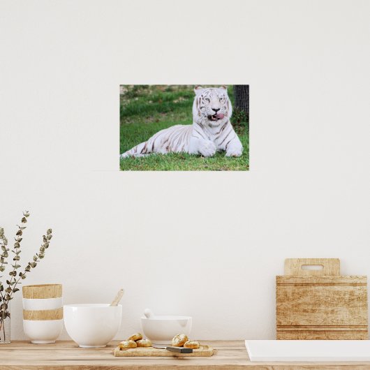 White Bengal Tiger Poster (Keuken)