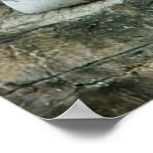 White Bengal Tiger poster (Hoek)