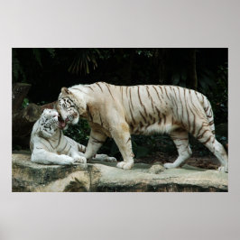 White Bengal Tiger poster