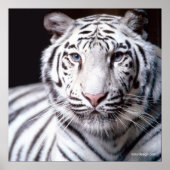 White Bengal Tiger Poster (Voorkant)