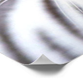 White Bengal Tiger Poster (Hoek)