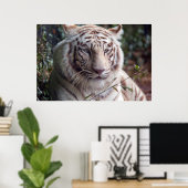 White Bengal Tiger Poster (Thuiskantoor)
