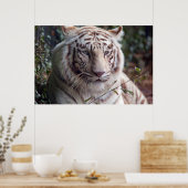 White Bengal Tiger Poster (Keuken)