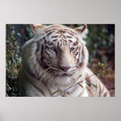 White Bengal Tiger Poster (Voorkant)