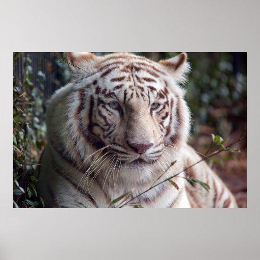 White Bengal Tiger Poster (Voorkant)