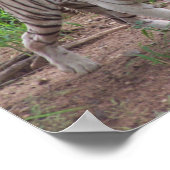 White Bengal Tiger Poster (Hoek)