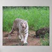 White Bengal Tiger Poster (Voorkant)