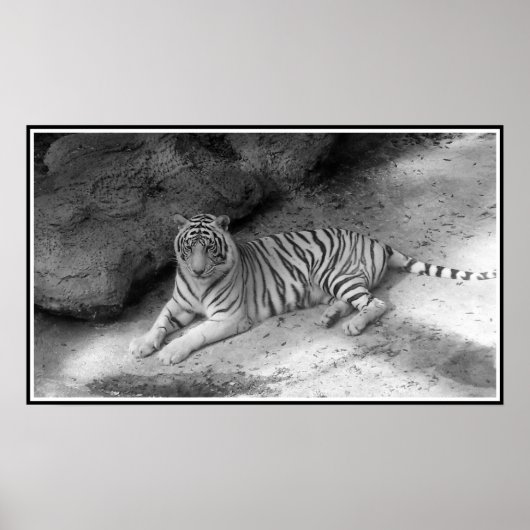 White Bengal Tiger Print in zwart-wit (Voorkant)