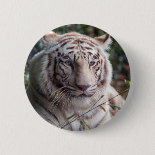 White Bengal Tiger Ronde Button 5,7 Cm