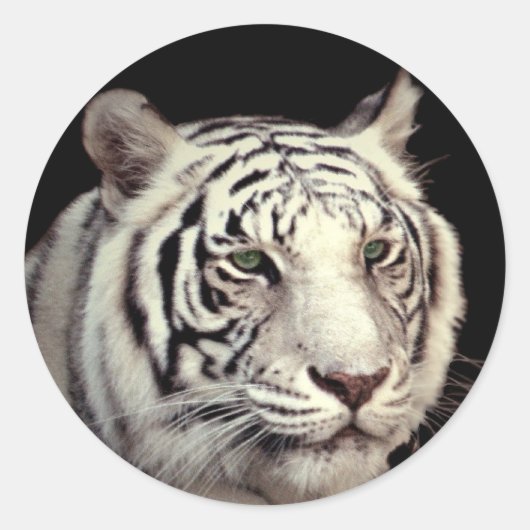 White Bengal Tiger Ronde Sticker (Voorkant)