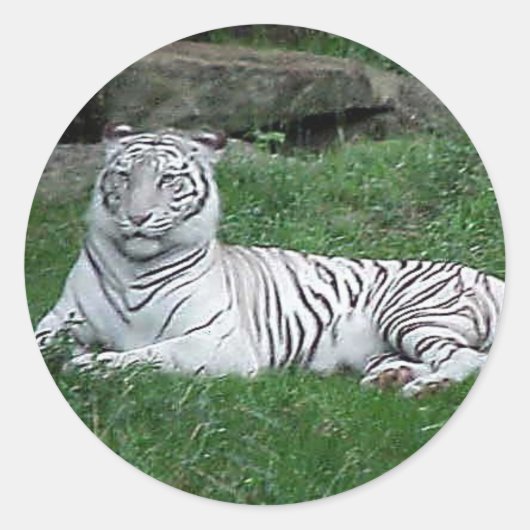 White Bengal Tiger Ronde Sticker (Voorkant)