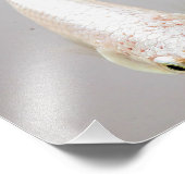 White Betta Fish Foto Afdruk (Hoek)