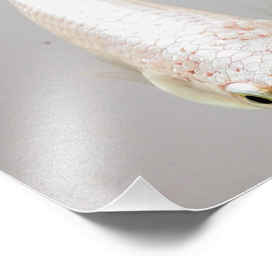 White Betta Fish Foto Afdruk (Hoek)
