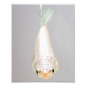 White Betta Fish Foto Afdruk (Voorkant)