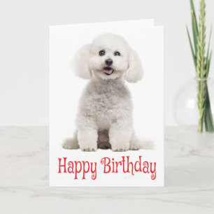 White Bichon Frise Puppy Dog Red Happy Birthday Kaart