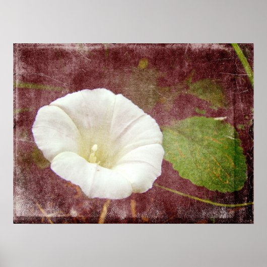 White Bindweed - Wild Perennial Morning Glory Poster (Voorkant)