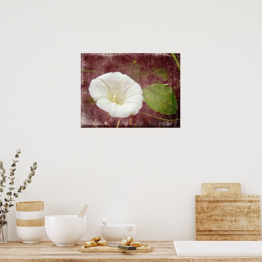 White Bindweed - Wild Perennial Morning Glory Poster (Keuken)