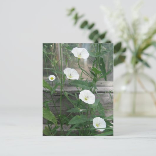 White Bindweeds Briefkaart (Staand voorkant)