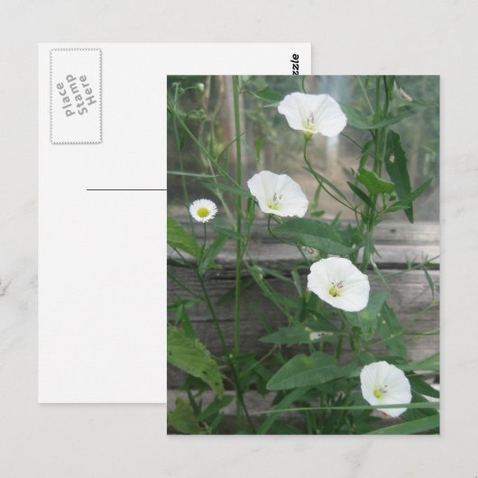 White Bindweeds Briefkaart (Voorkant / Achterkant)