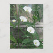 White Bindweeds Briefkaart (Voorkant)