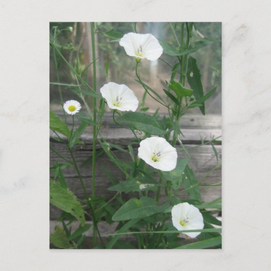 White Bindweeds Briefkaart (Voorkant)