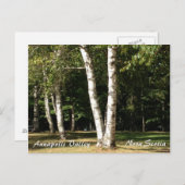 White Birch Briefkaart (Voorkant / Achterkant)