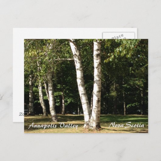 White Birch Briefkaart (Voorkant / Achterkant)