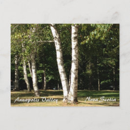 White Birch Briefkaart