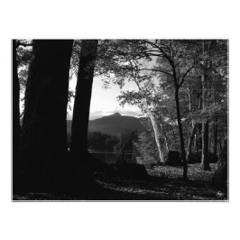 White Birch in a Chocorua Sunset Open Bewerken. Af Foto Afdruk