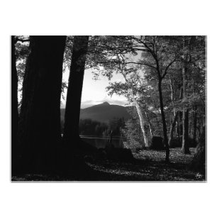 White Birch in a Chocorua Sunset Open Bewerken. Af Foto Afdruk