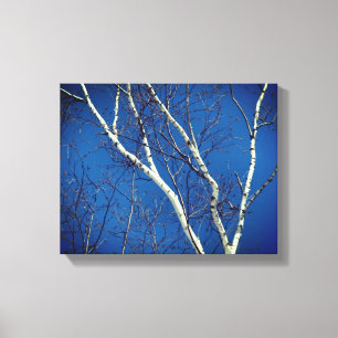 White Birch Tree against Blue Sky Natuur Canvas Afdruk
