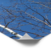 White Birch Tree against Blue Sky Natuur Poster (Hoek)
