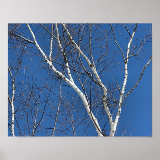White Birch Tree against Blue Sky Natuur Poster (Voorkant)