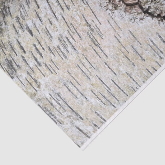 White Birch Tree Tissuepapier (Detail)