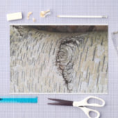 White Birch Tree Tissuepapier (Craft)