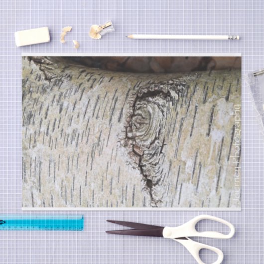 White Birch Tree Tissuepapier (Craft)