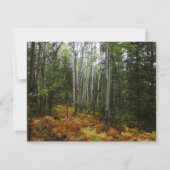 White Birch Trees and Herfst Ferns in Rocky Mounta (Voorkant)