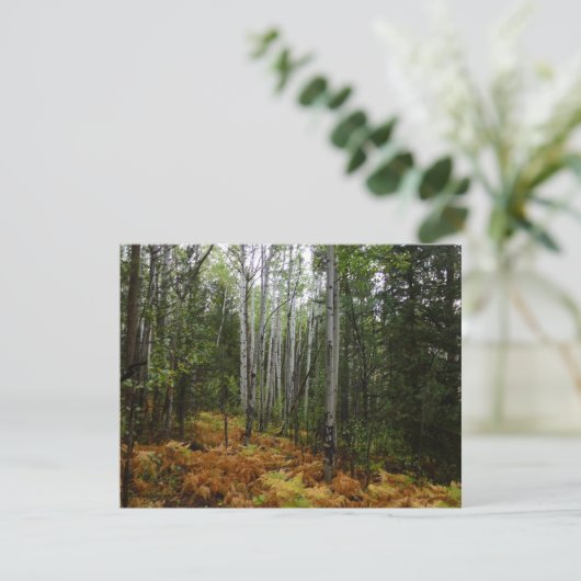 White Birch Trees and Herfst Ferns in Rocky Mounta (Staand voorkant)