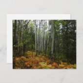 White Birch Trees and Herfst Ferns in Rocky Mounta (Voorkant / Achterkant)