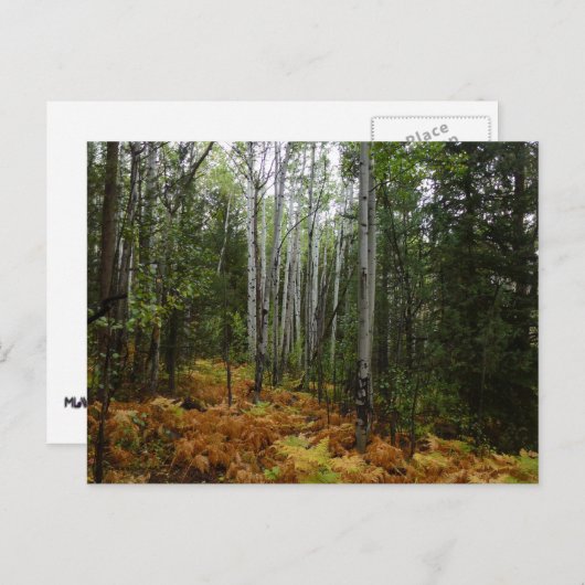 White Birch Trees and Herfst Ferns in Rocky Mounta Briefkaart (Voorkant / Achterkant)