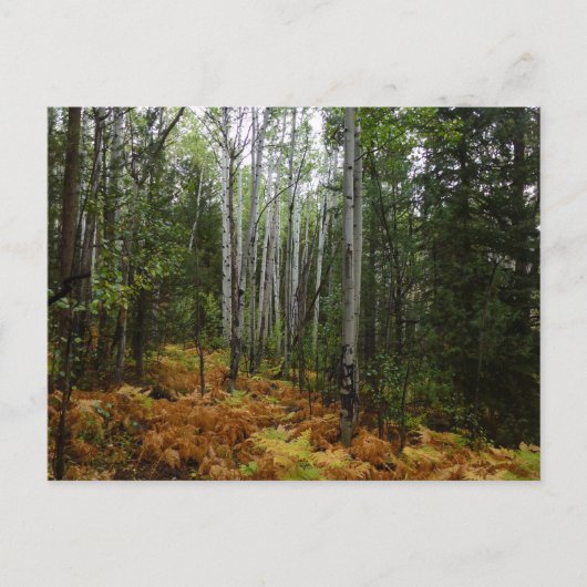 White Birch Trees and Herfst Ferns in Rocky Mounta Briefkaart (Voorkant)