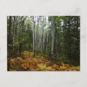 White Birch Trees and Herfst Ferns in Rocky Mounta Briefkaart