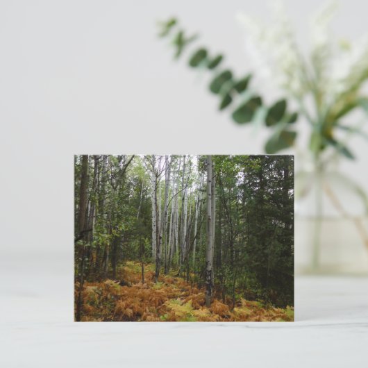 White Birch Trees and Herfst Ferns in Rocky Mounta Briefkaart (Staand voorkant)