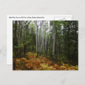 White Birch Trees and Herfst Ferns in Rocky Mounta Briefkaart (Voorkant / Achterkant)