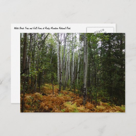 White Birch Trees and Herfst Ferns in Rocky Mounta Briefkaart (Voorkant / Achterkant)