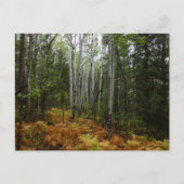 White Birch Trees and Herfst Ferns in Rocky Mounta Briefkaart (Voorkant)