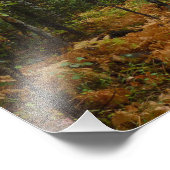 White Birch Trees and Herfst Ferns in Rocky Mounta Foto Afdruk (Hoek)