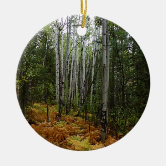 White Birch Trees and Herfst Ferns in Rocky Mounta Keramisch Ornament (Voorkant)
