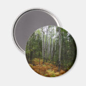 White Birch Trees and Herfst Ferns in Rocky Mounta Magneet (Voorkant / Achterkant)