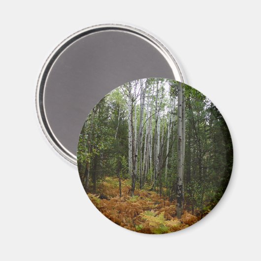 White Birch Trees and Herfst Ferns in Rocky Mounta Magneet (Voorkant / Achterkant)